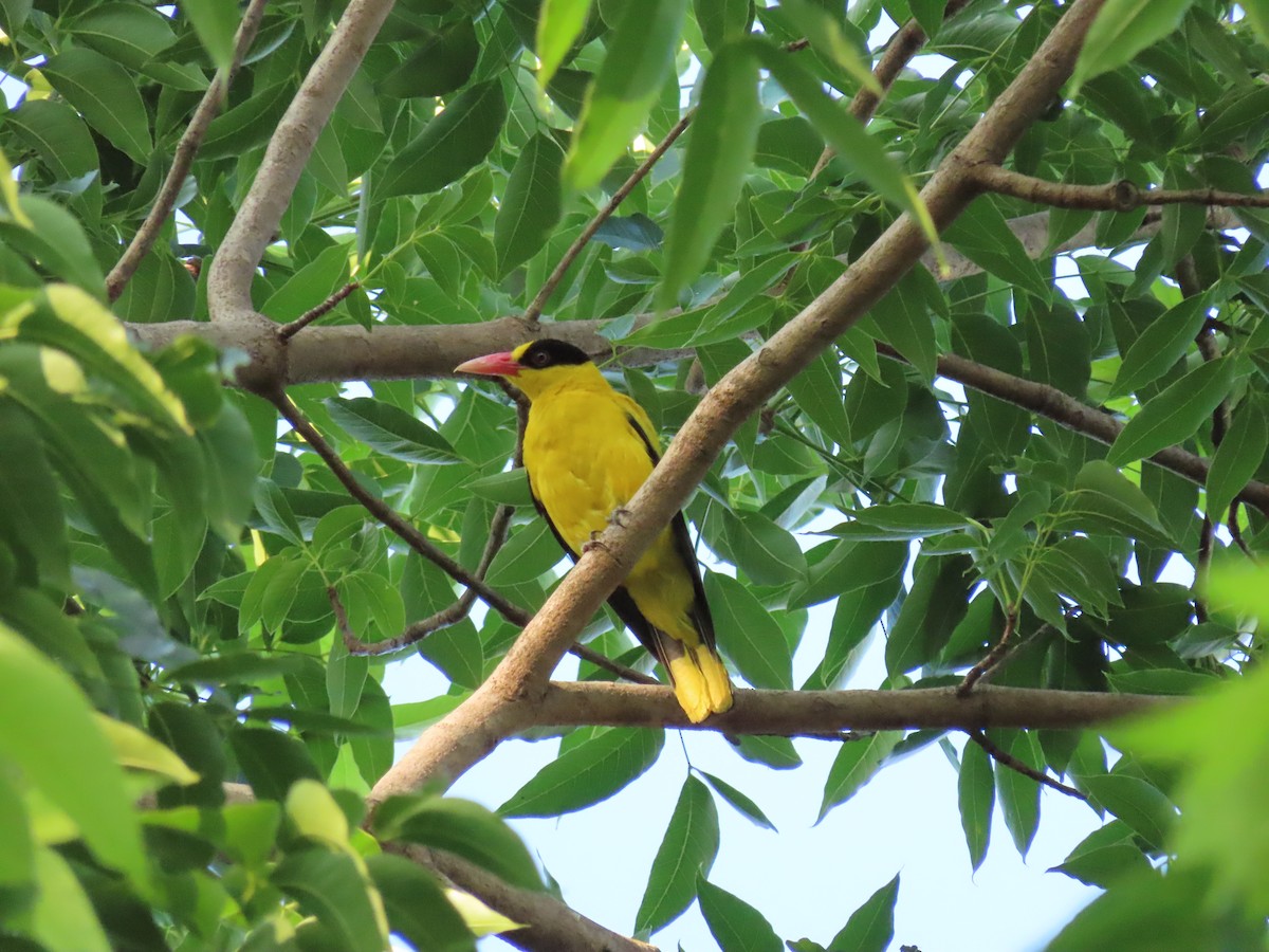 Black-naped Oriole - ML462310791