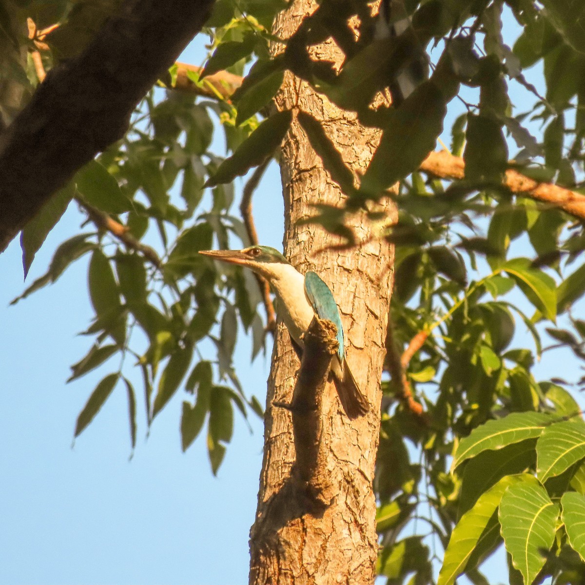 Collared Kingfisher - ML462310841