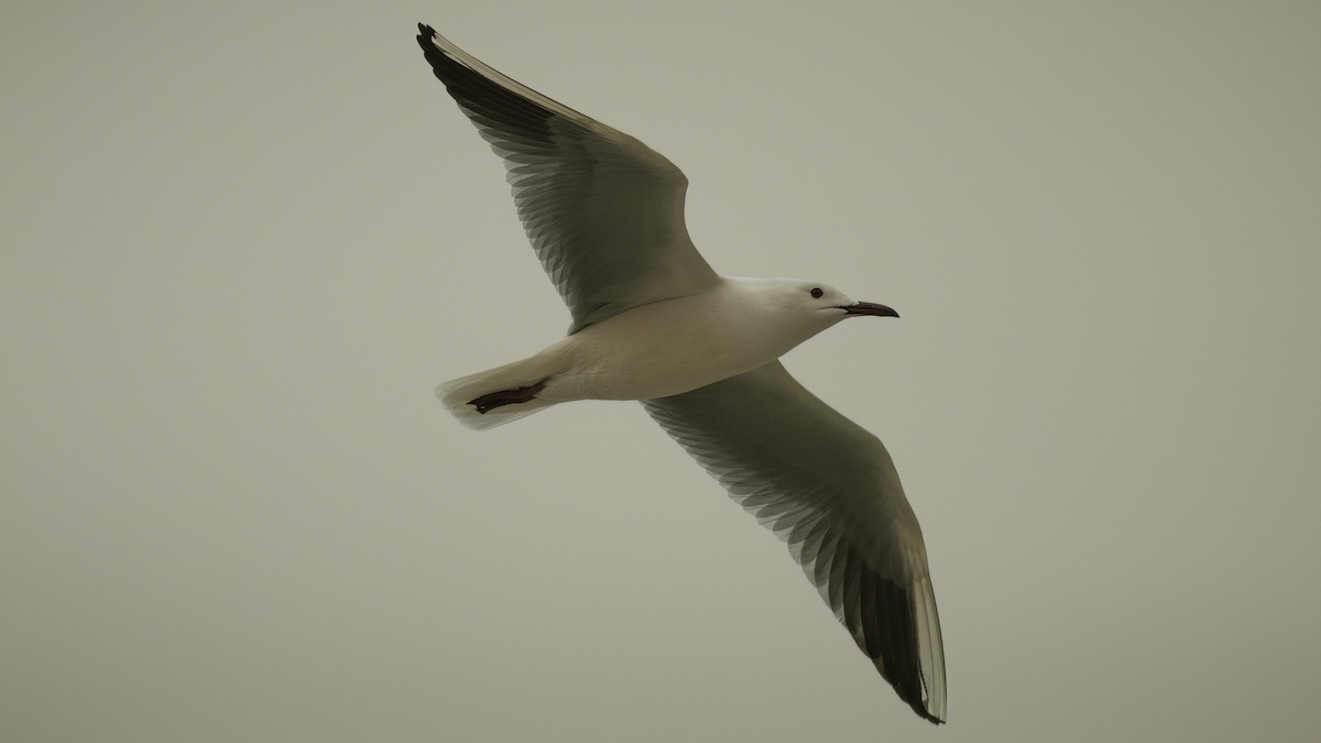 Slender-billed Gull - Markus Craig