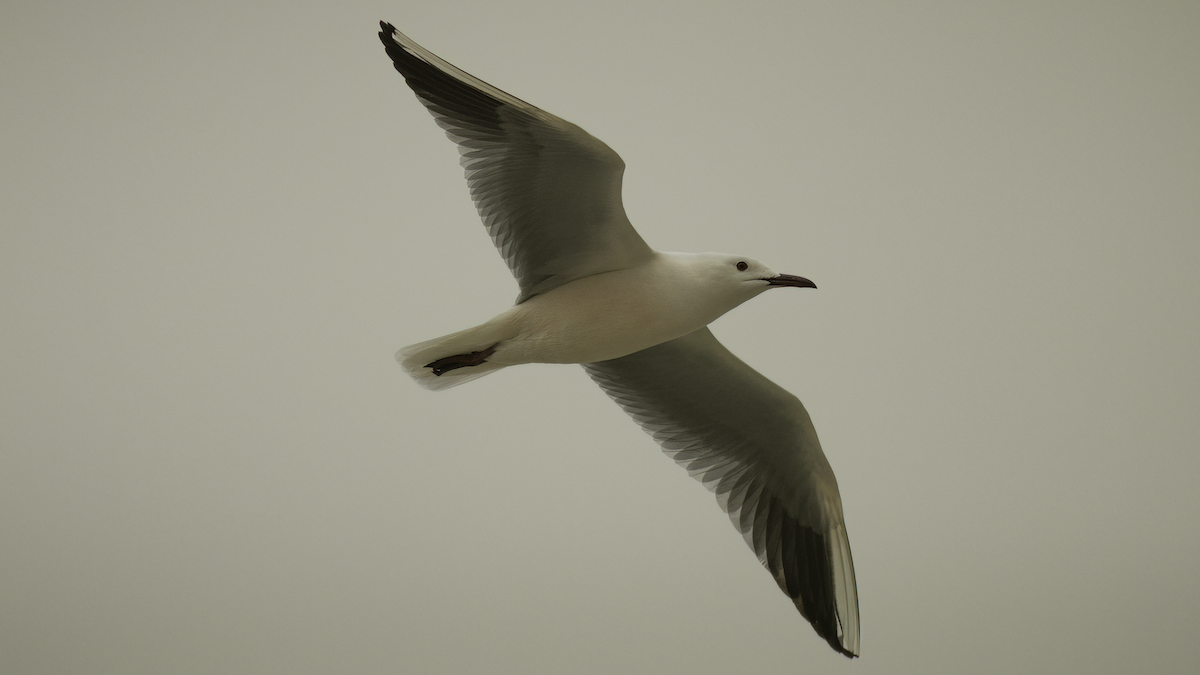 Slender-billed Gull - ML462310851