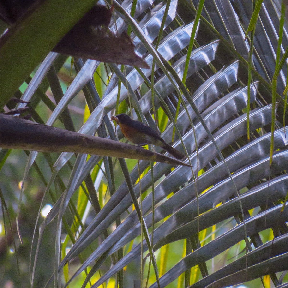 Mangrove Blue Flycatcher - ML462310871