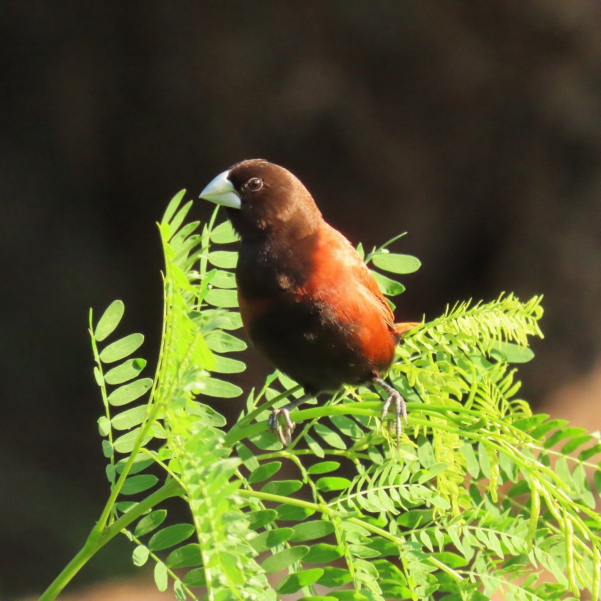 Chestnut Munia - ML462310881