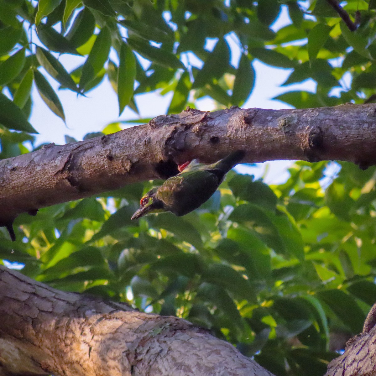 Coppersmith Barbet - ML462310891