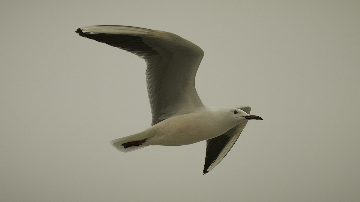 Slender-billed Gull - Markus Craig