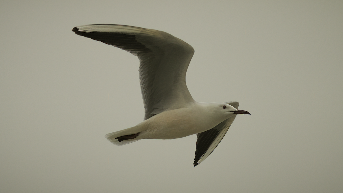 Slender-billed Gull - ML462311041