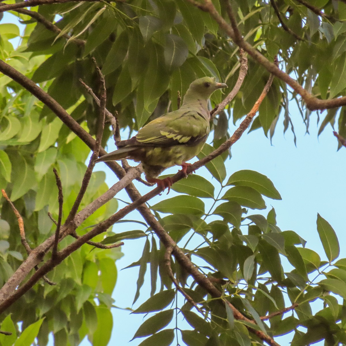 Pink-necked Green-Pigeon - ML462311201