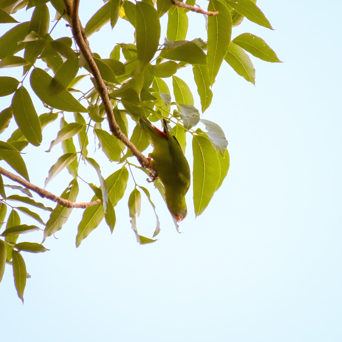Philippine Hanging-Parrot - ML462311471