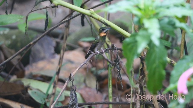 Pale-tailed Barbthroat - ML462311751