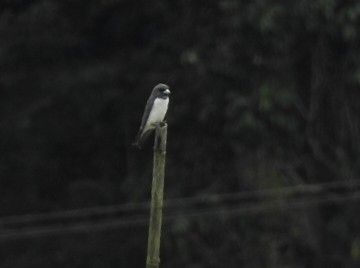 White-breasted Woodswallow - ML462312161