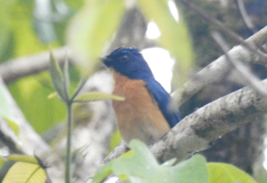 Mangrove Blue Flycatcher - ML462312261