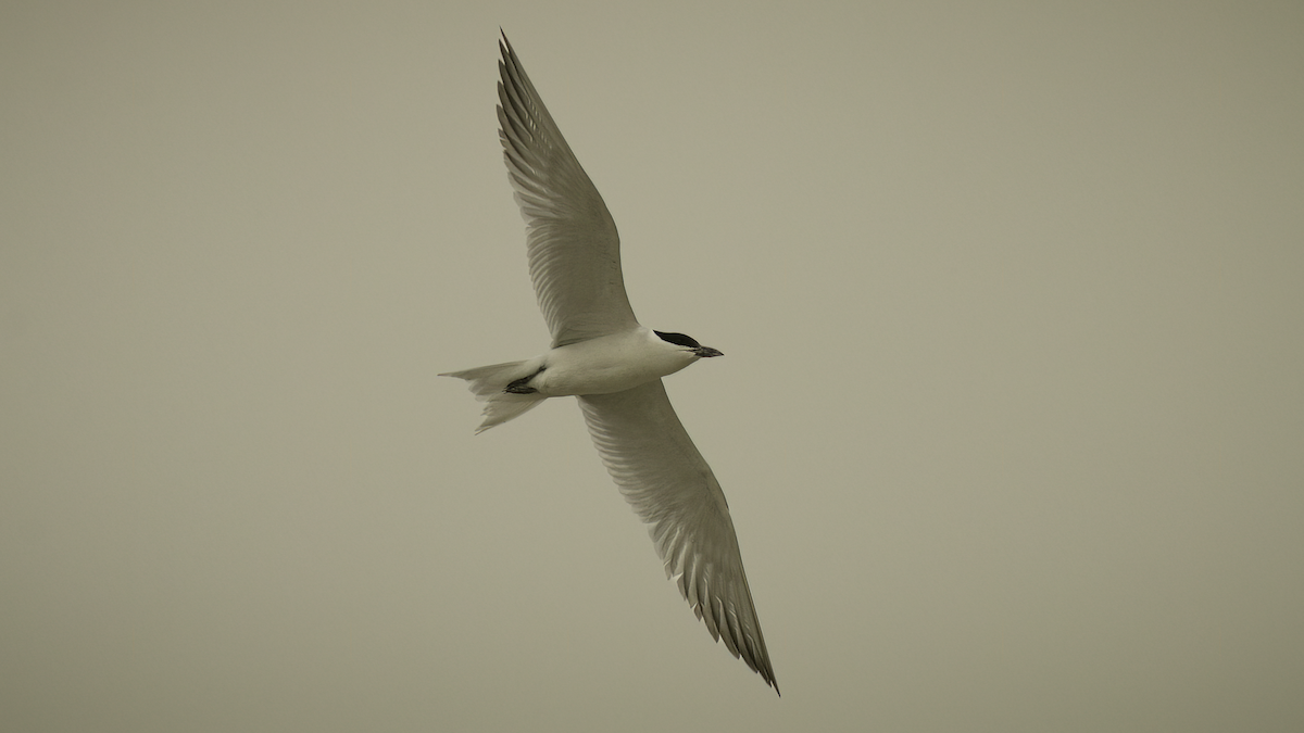 Gull-billed Tern - Markus Craig