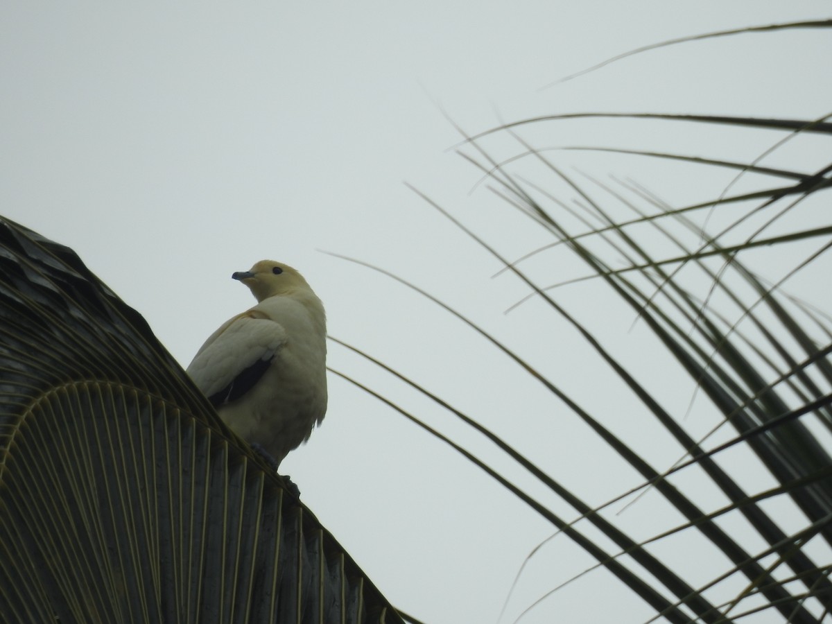 Pied Imperial-Pigeon - ML462312311