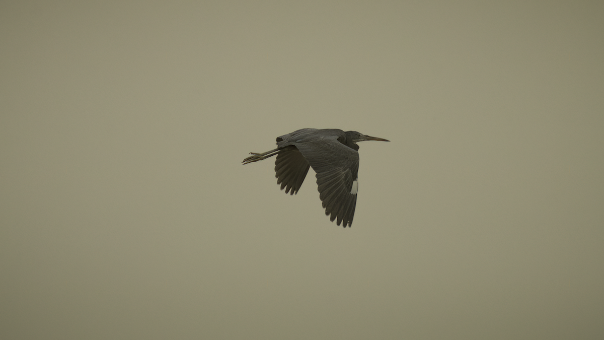 Western Reef-Heron (Eastern) - Markus Craig