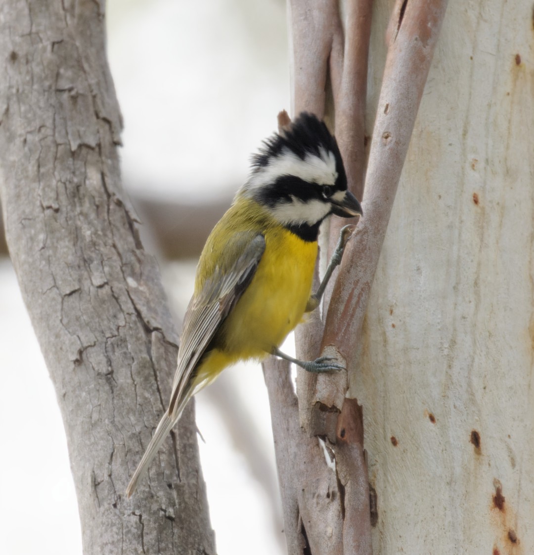 Eastern Shrike-tit - ML462312601