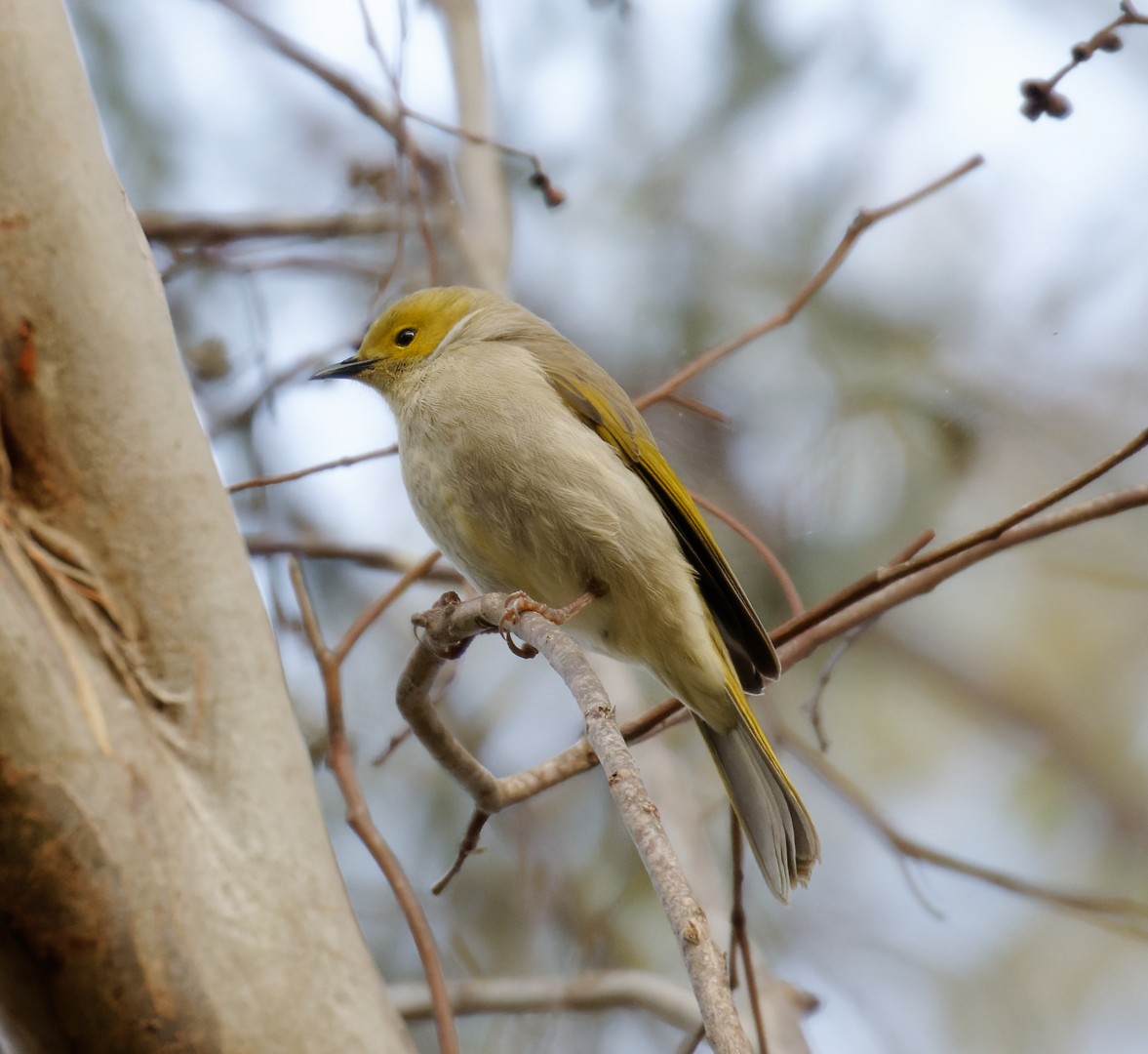 White-plumed Honeyeater - ML462312611