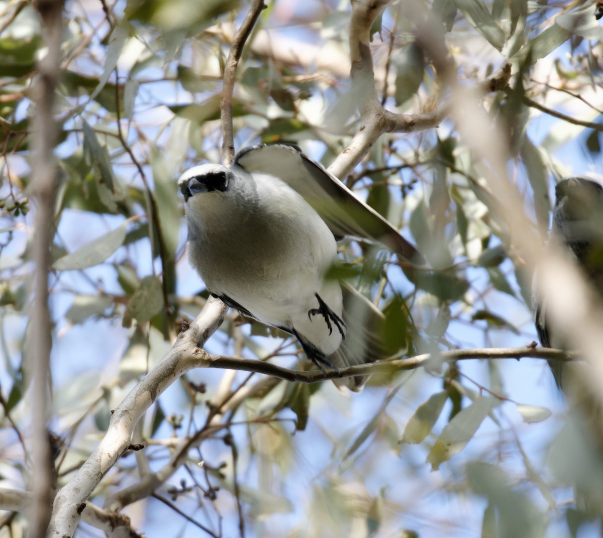 White-bellied Cuckooshrike - ML462312621