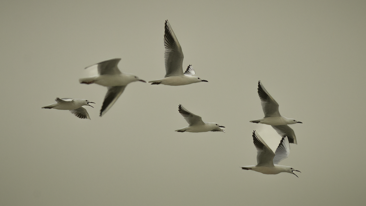 Slender-billed Gull - ML462313801