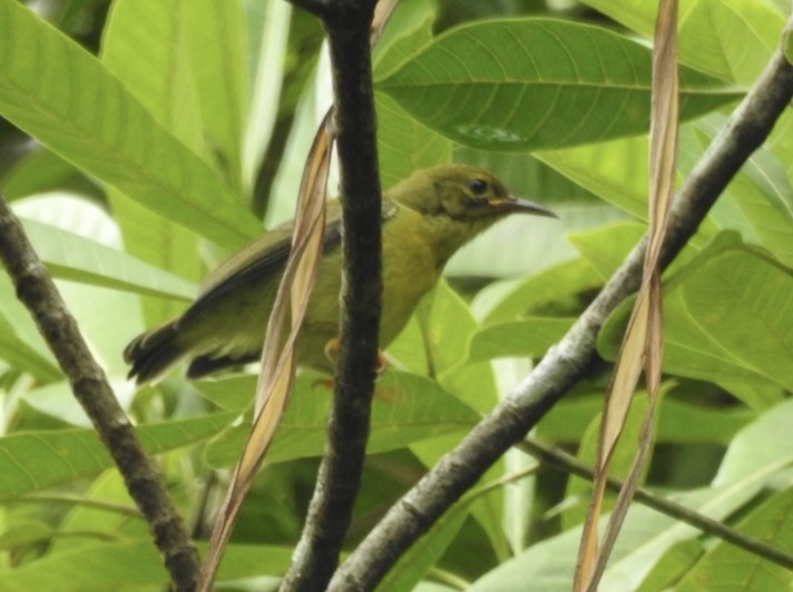 Yellow-bellied Warbler - ML462314221