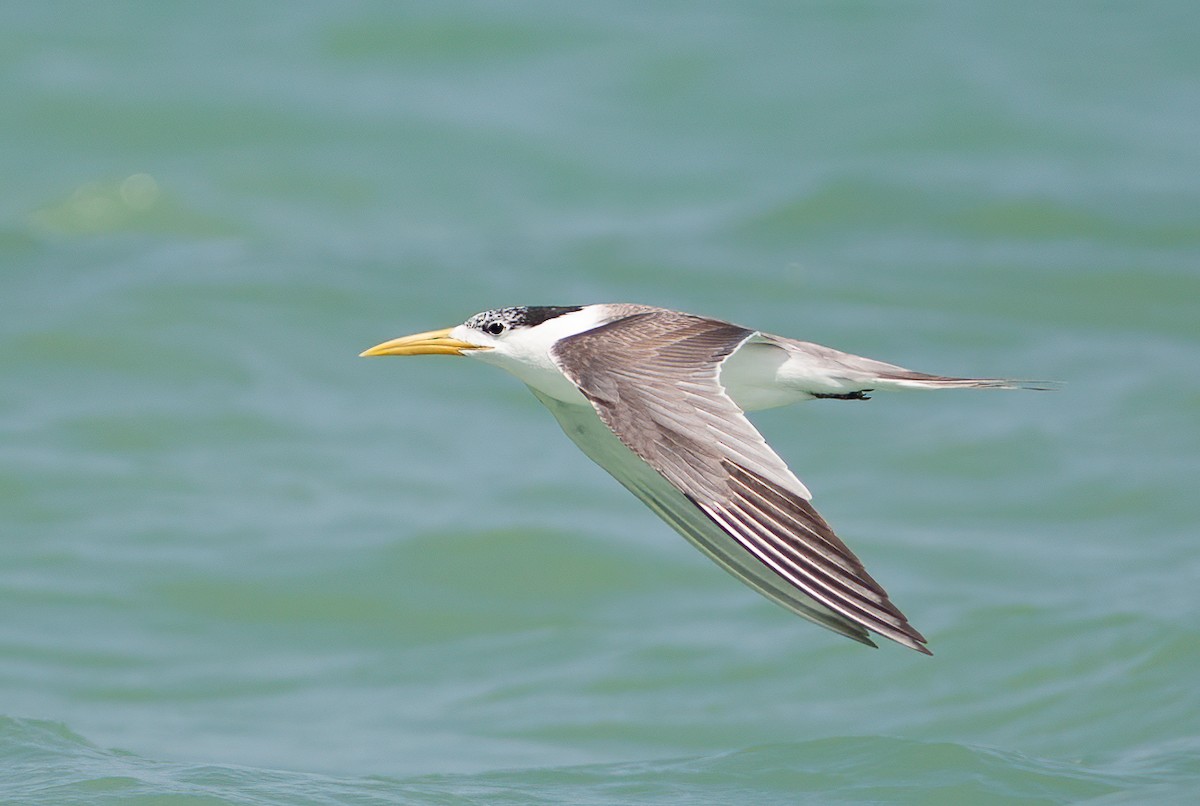 Great Crested Tern - Chris Jones