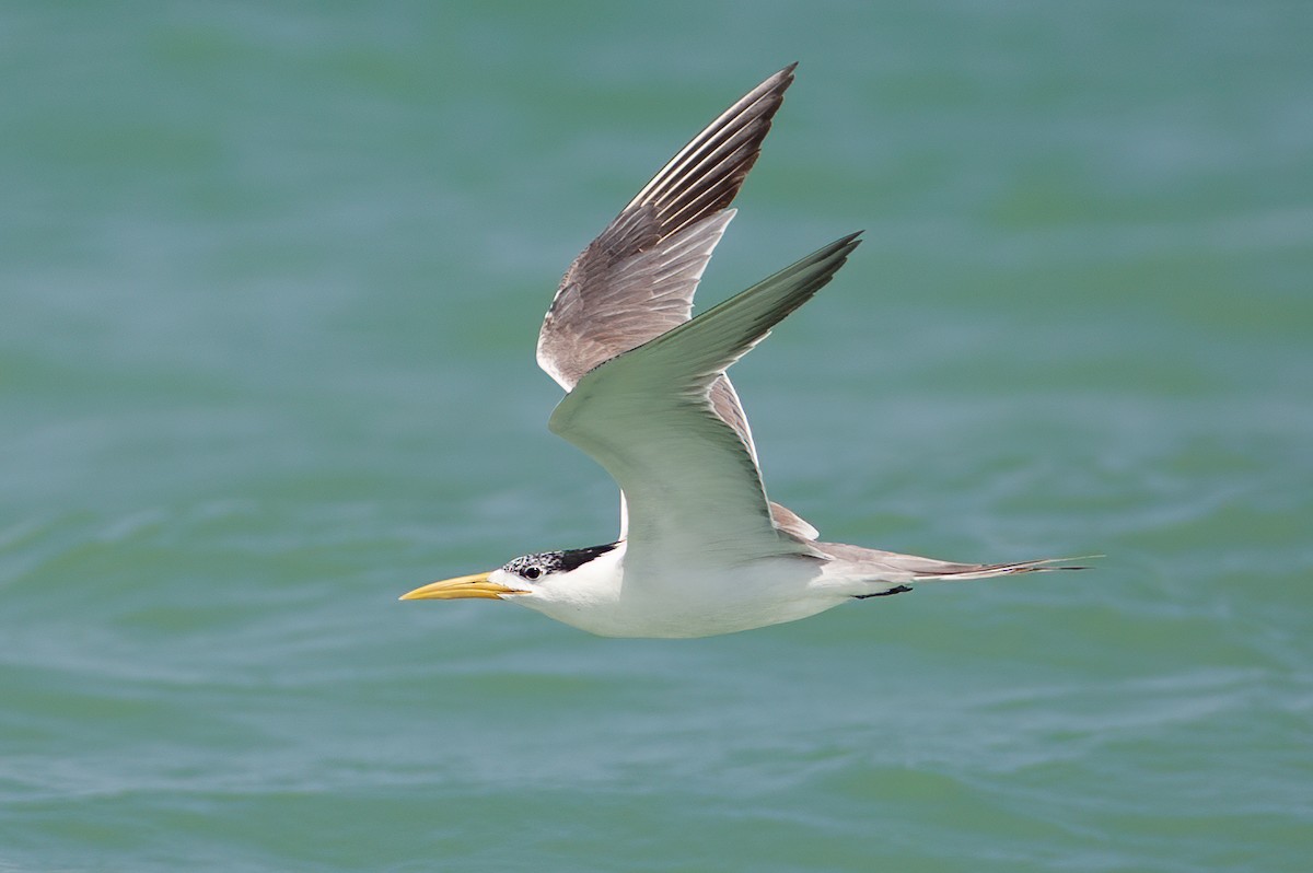 Great Crested Tern - ML462314501