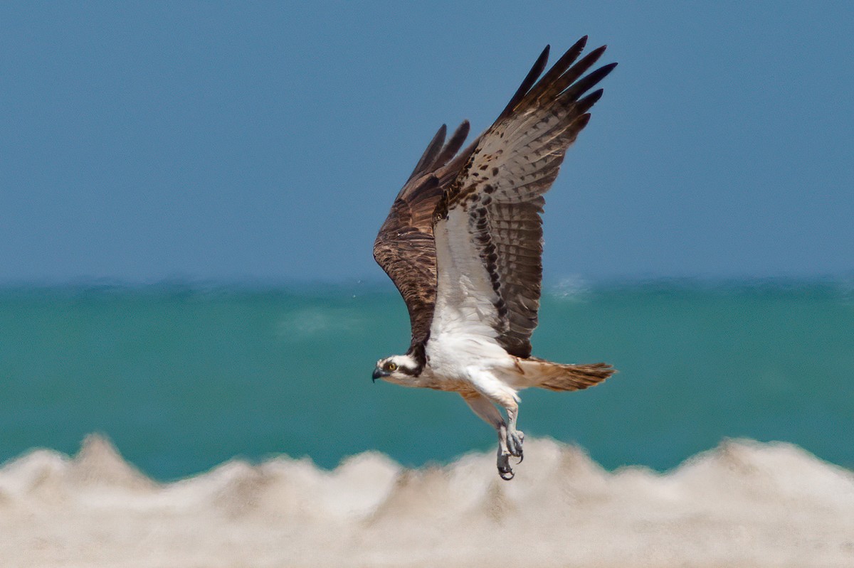 Osprey (haliaetus) - ML462314551