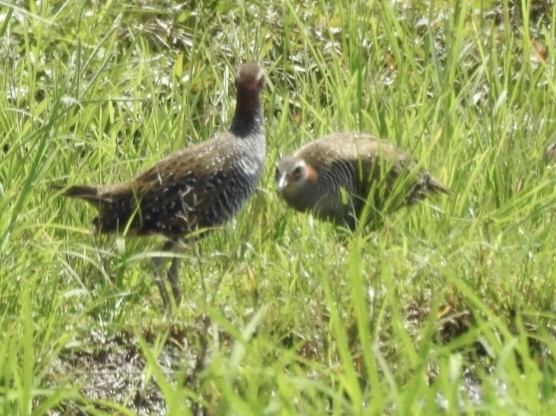 Weißbrauen-Sumpfhuhn - ML462314571