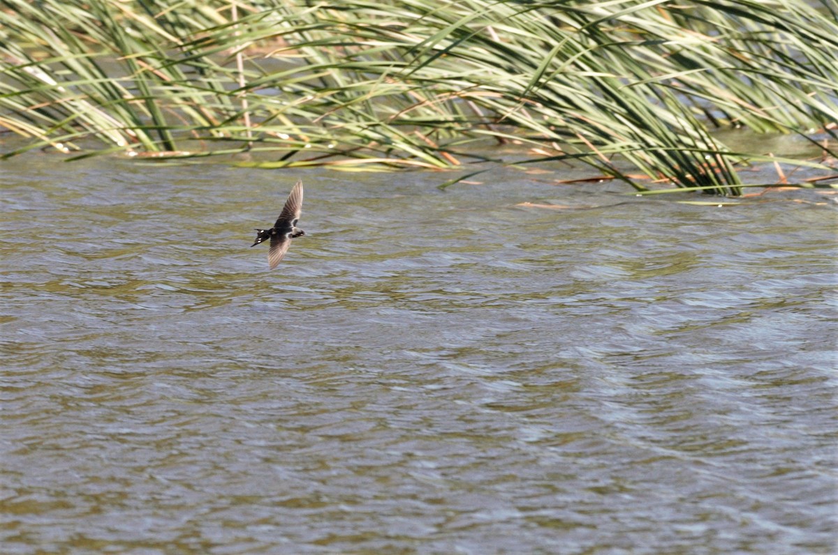 Barn Swallow - ML462314821