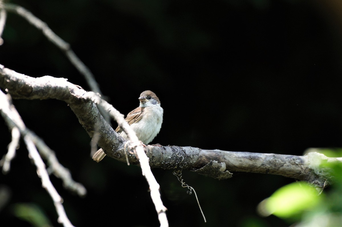 Eurasian Tree Sparrow - ML462314861