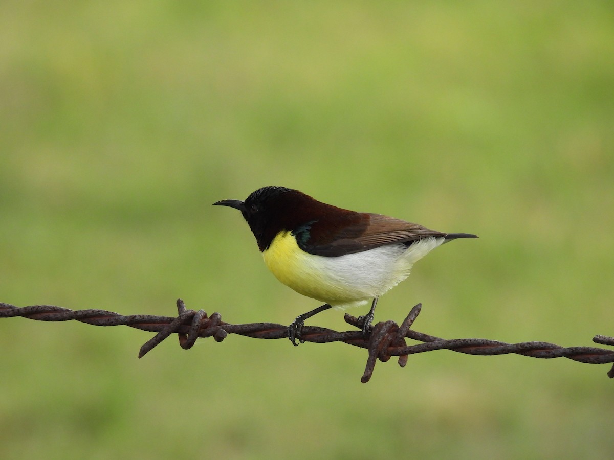 Purple-rumped Sunbird - ML462315081