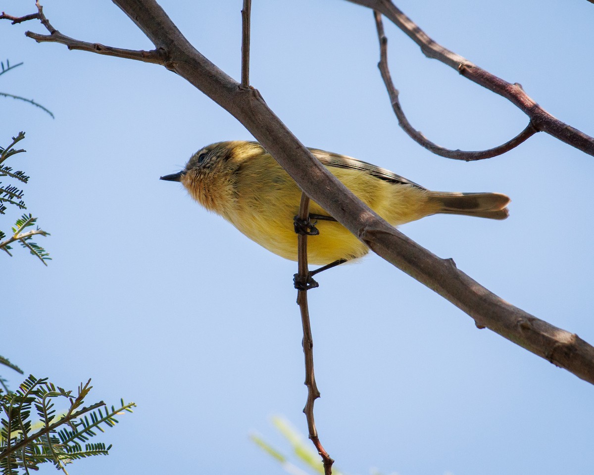 Yellow Thornbill - Ashley Anderson