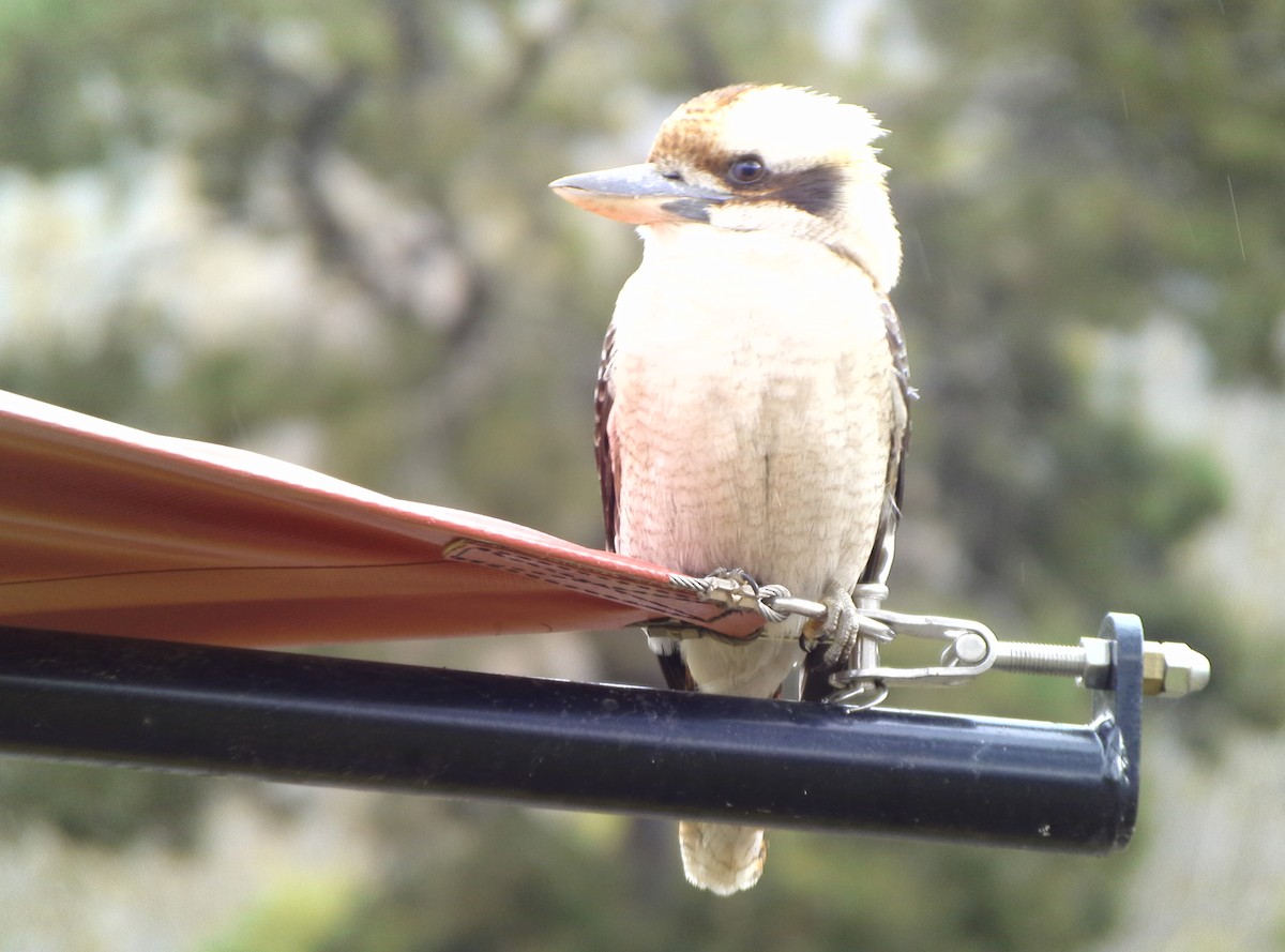 Laughing Kookaburra - ML462315891