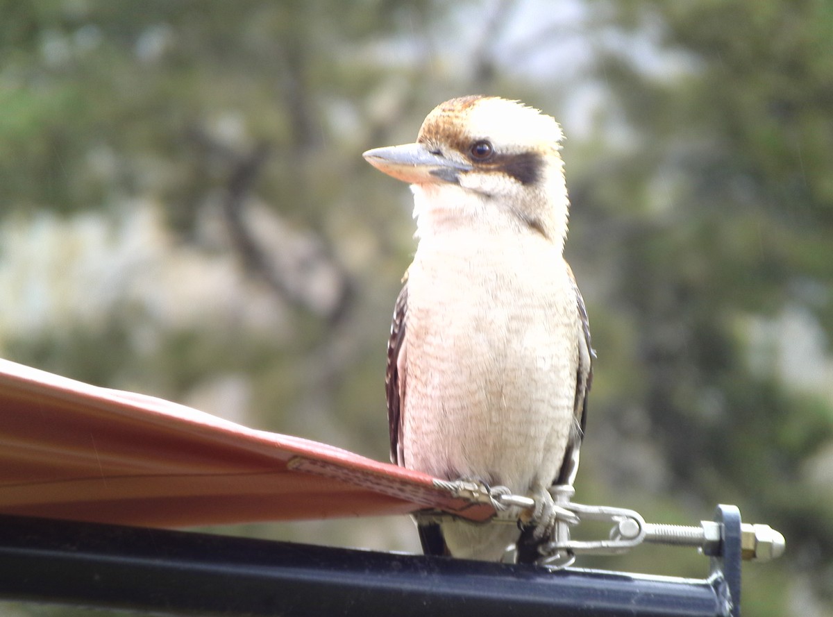 Laughing Kookaburra - ML462315911