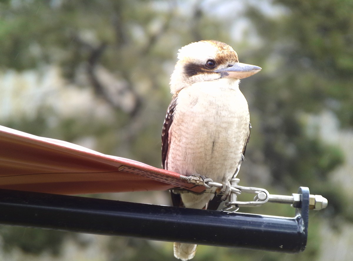 Laughing Kookaburra - ML462315931