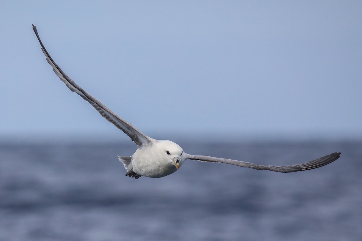 Fulmar boréal - ML462319061