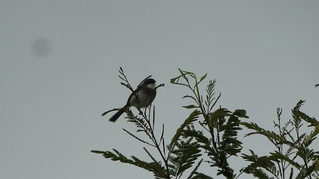 gråbrystprinia - ML462319771