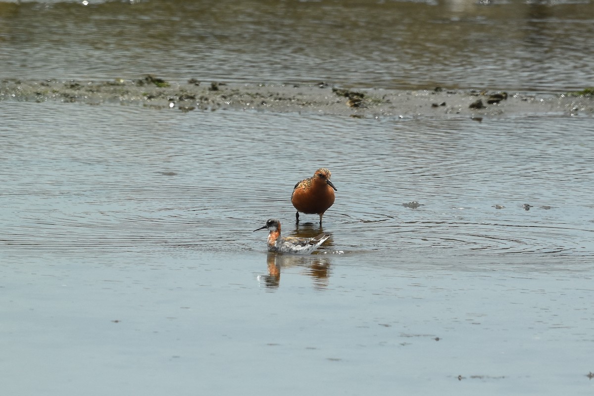 Red Knot - ML462321731