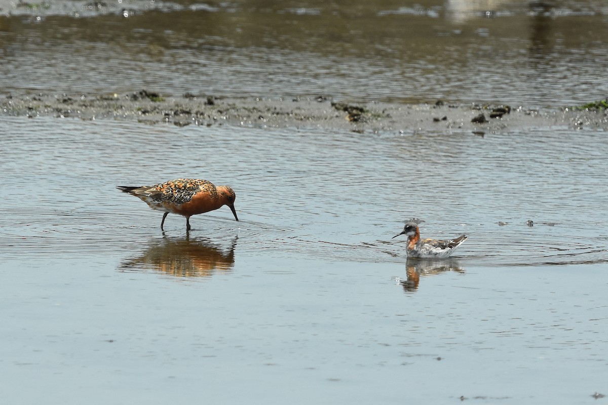 Red Knot - Zhao-Hui(釗輝) LIN(林)