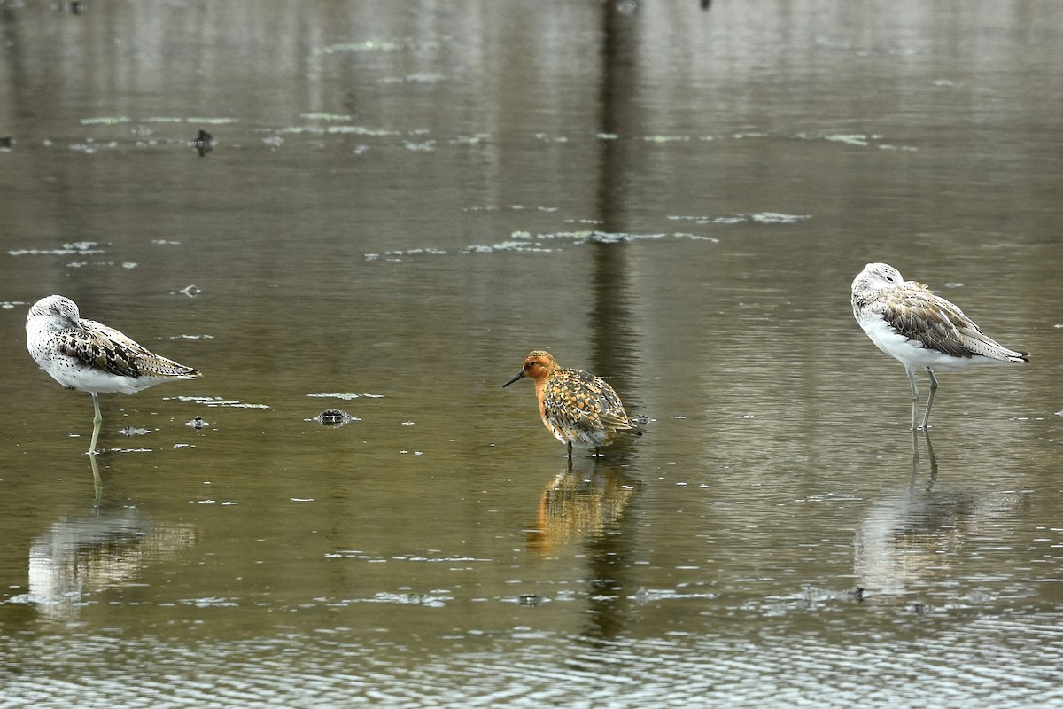 Red Knot - ML462321791