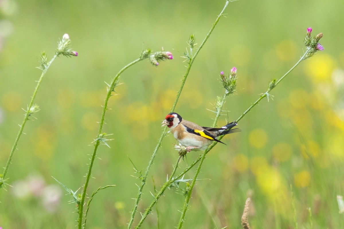 European Goldfinch - Helberth Peixoto