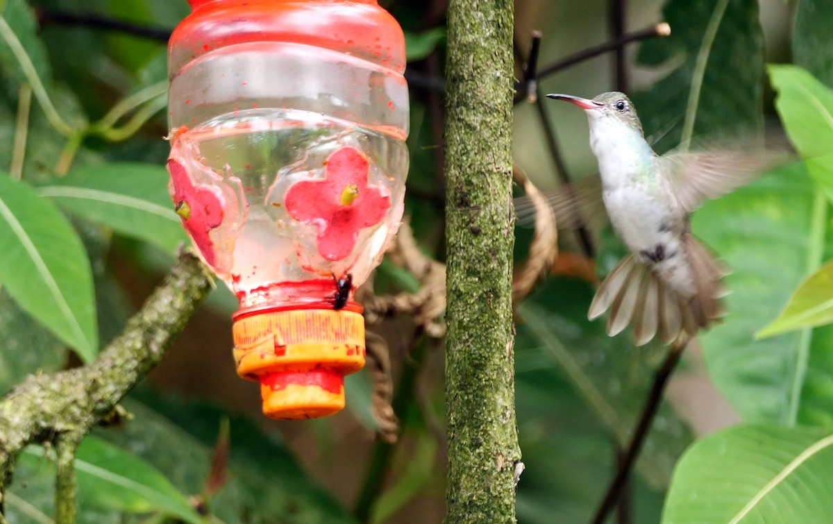 White-bellied Hummingbird (chionogaster) - Josep del Hoyo