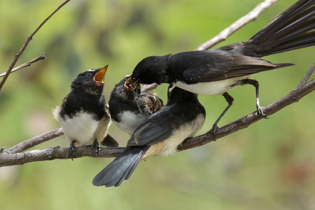 Willie-wagtail - Helberth Peixoto