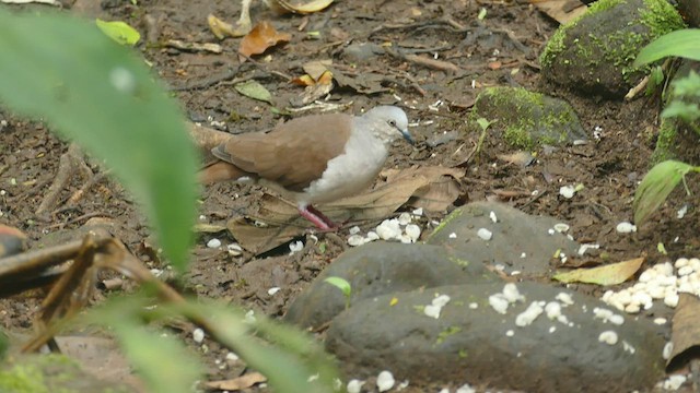 Pallid Dove - ML462323441