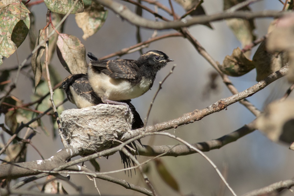 Willie-wagtail - ML462324021