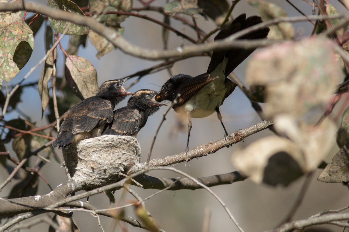 Willie-wagtail - Helberth Peixoto