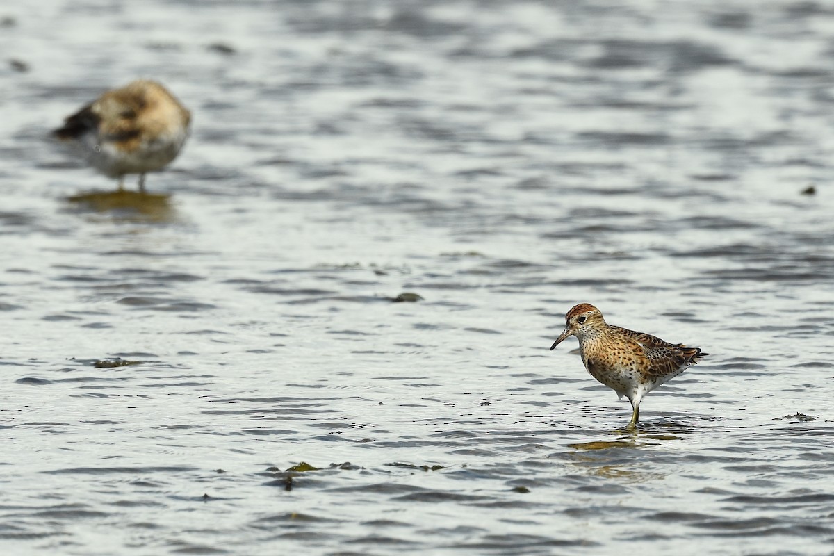 Sharp-tailed Sandpiper - ML462324431