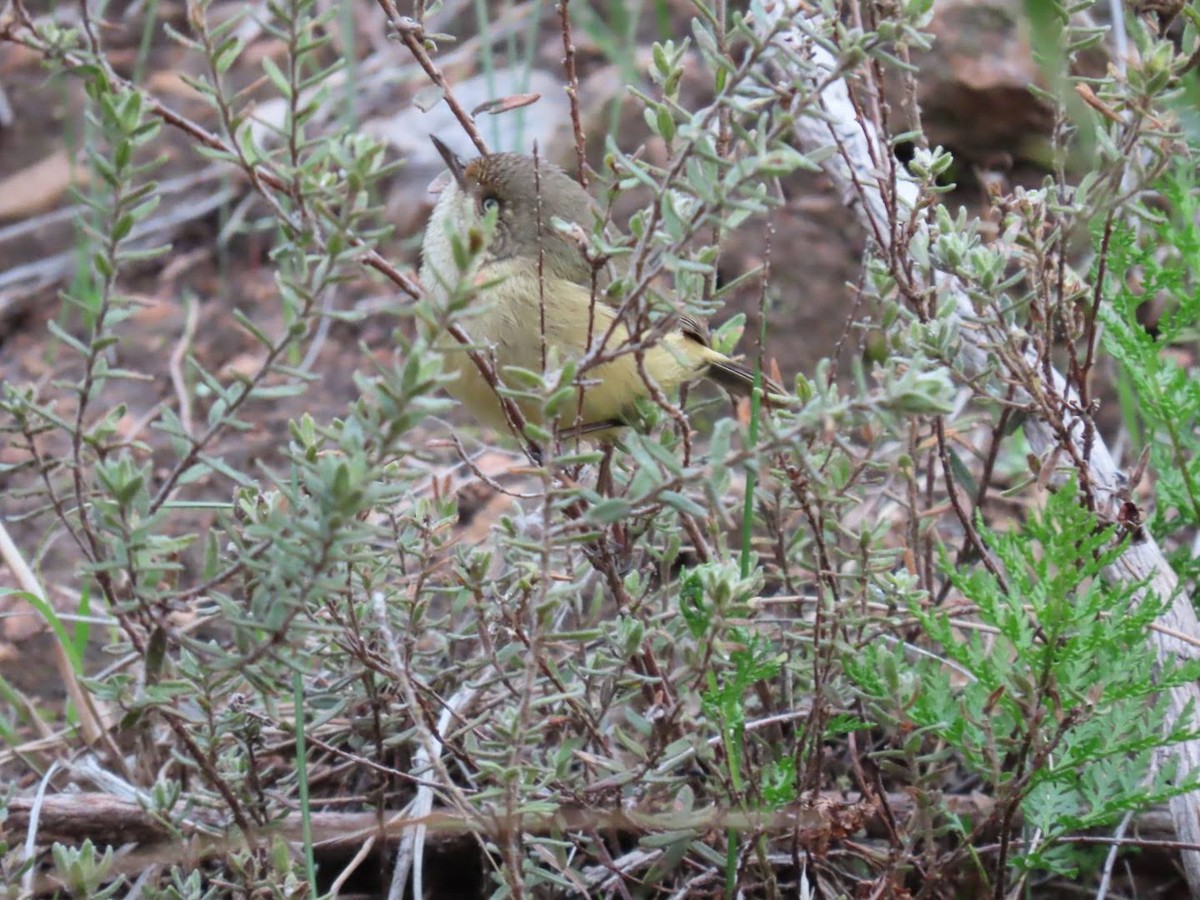 ML462324621 - Buff-rumped Thornbill - Macaulay Library