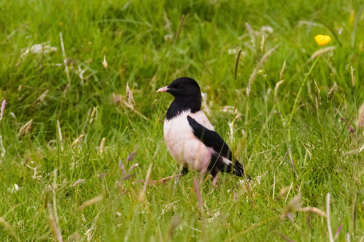Rosy Starling - ML462324711