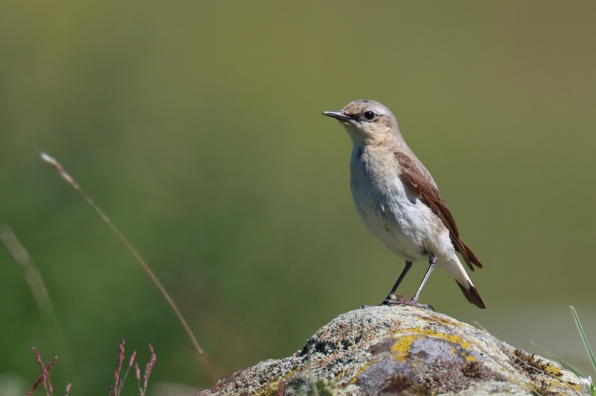 Northern Wheatear - Marco Cruz