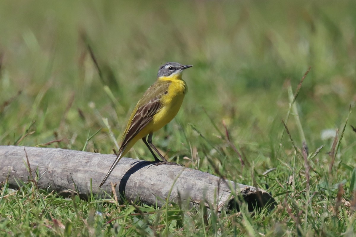 Western Yellow Wagtail - ML462325801