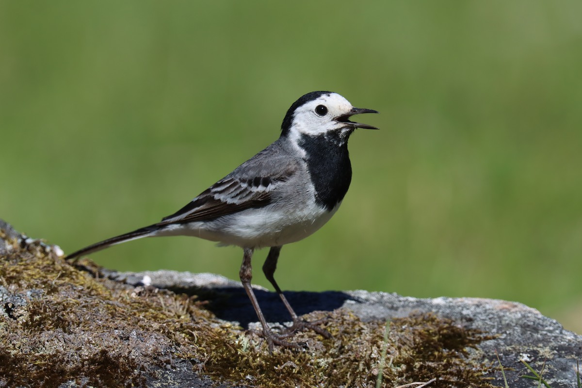 White Wagtail - ML462325821